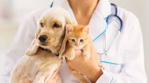 pet Therapy Session